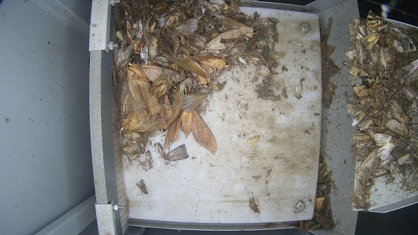 茶園智能蟲情測(cè)報(bào)燈圖片2