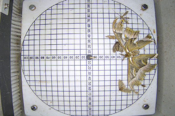 蟲(chóng)情預(yù)警圖片1