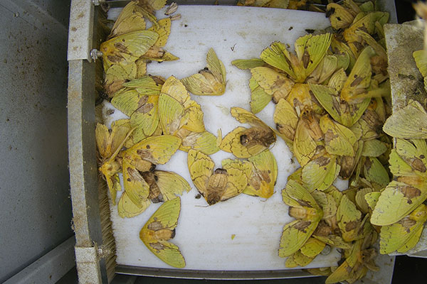 蟲情測報燈圖片3